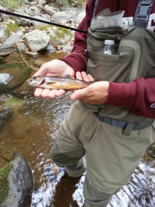 Brook Trout