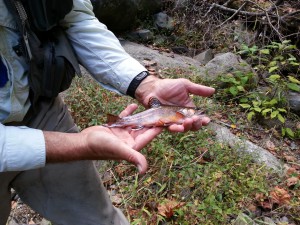 Brook Trout