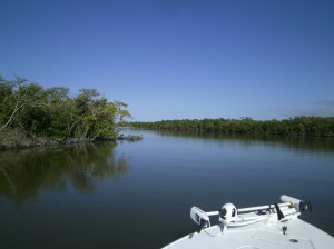 Mangroves in Everglades National Park