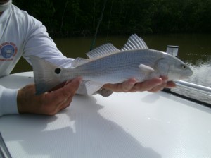 Redfish