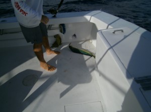 Mahi Mahi