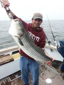 Striped Bass