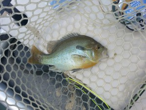 Shenandoah Redbreast Sunfish