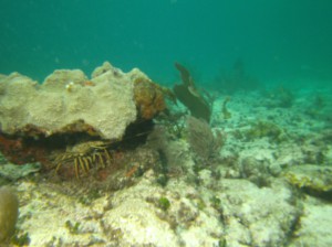 Florida Spiny Lobster