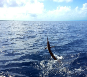 Jumping Sailfish