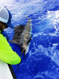 Sailfish at the boat