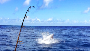 Sailfish Jumping