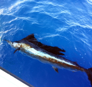 Sailfish Underwater