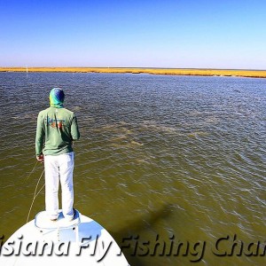 Big school of redfish