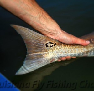 Beautiful shot of a tail on the release